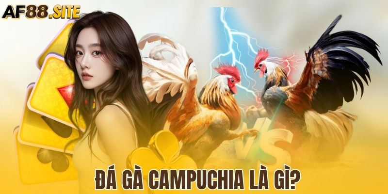 Tìm hiểu thông tin chung của đá gà Campuchia
