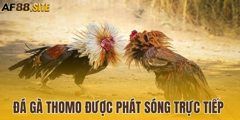Đá gà Thomo được phát sóng trực tiếp từ Campuchia