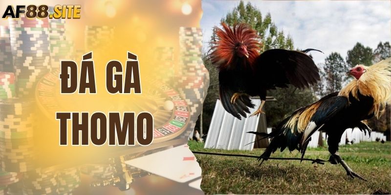 Bí Quyết Cược Đá Gà Thomo Hiệu Quả, Thắng Lớn Mỗi Ngày