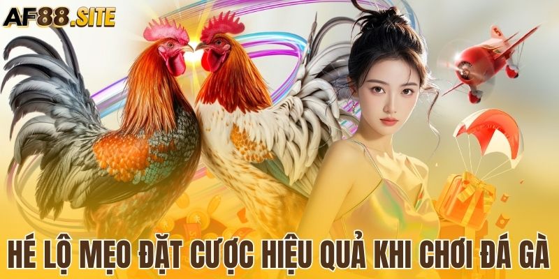 Hé lộ mẹo đặt hiệu quả khi chơi đá gà