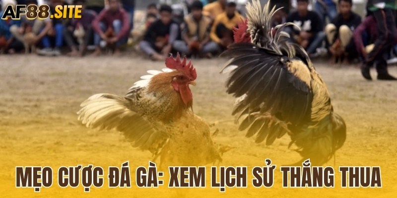 Mẹo cược đá gà chuẩn là xem lịch sử thắng thua