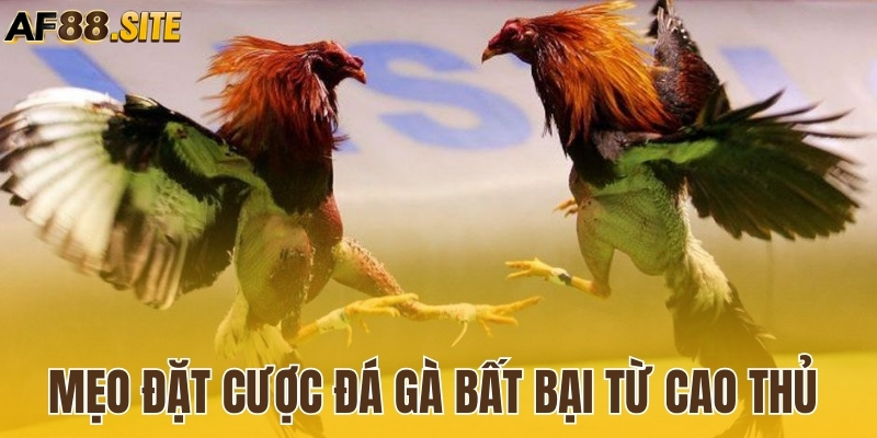 Mẹo đặt cược đá gà bất bại từ cao thủ