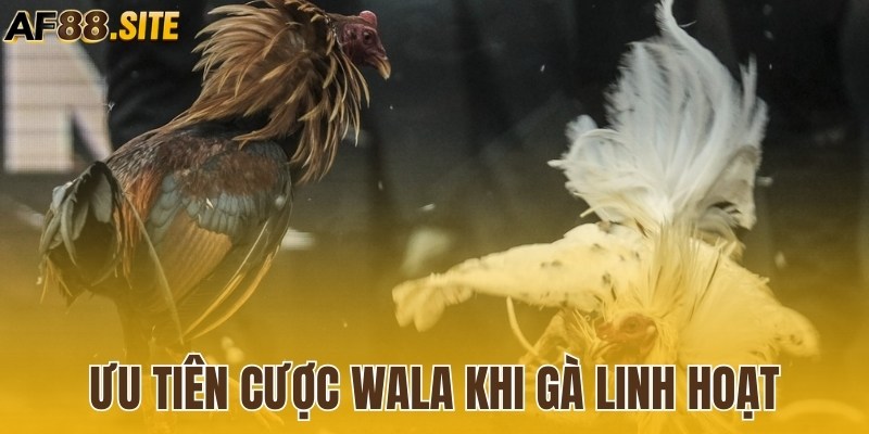 Ưu tiên cược wala khi gà linh hoạt